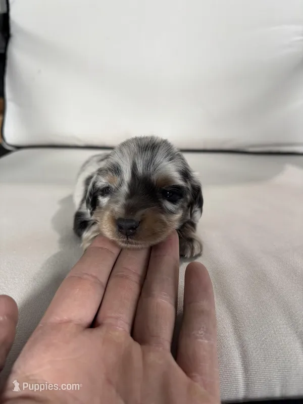 Rico – Miniature Dachshund puppy for sale in Nappanee, IN