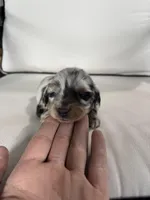 Rico, a male Miniature Dachshund for sale in Nappanee, IN – Photo 1 of 5