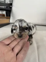 Rico, a male Miniature Dachshund for sale in Nappanee, IN – Photo 2 of 5