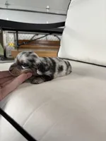 Rico, a male Miniature Dachshund for sale in Nappanee, IN – Photo 4 of 5