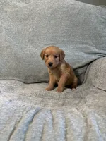 Teddy, a male Golden Retriever for sale in Nappanee, IN – 6 of 6