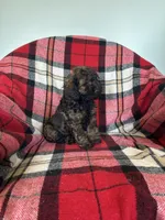 Meka, a male Labradoodle for sale in Nappanee, IN – 6 of 6