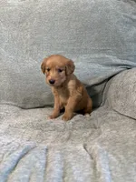 Teddy, a male Golden Retriever for sale in Nappanee, IN – 3 of 6