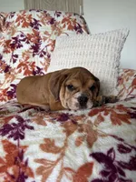 Max, a male English Bulldog and Beagle for sale in Nappanee, IN – 2 of 5