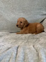 Cooper, a male Golden Retriever for sale in Nappanee, IN – 6 of 6