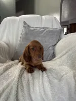 Sapphire, a male Miniature Dachshund for sale in Nappanee, IN – 5 of 5