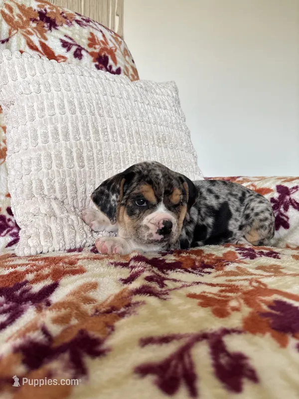 Rosie – English Bulldog, Beagle puppy for sale in Nappanee, IN