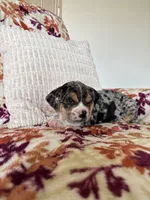 Rosie, a female English Bulldog and Beagle for sale in Nappanee, IN – 1 of 5