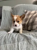 Janie, a female Pembroke Welsh Corgi for sale in Nappanee, IN – 2 of 4