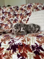 Bruce , a female English Bulldog for sale in Nappanee, IN – 4 of 7