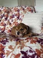 Max, a male English Bulldog and Beagle for sale in Nappanee, IN – 1 of 5