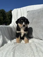 Benj, a male Bernese Mountain Dog and Siberian Husky for sale in Nappanee, IN – 1 of 6
