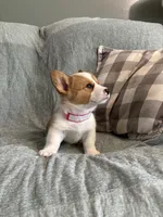 Janie, a female Pembroke Welsh Corgi for sale in Nappanee, IN – 3 of 4