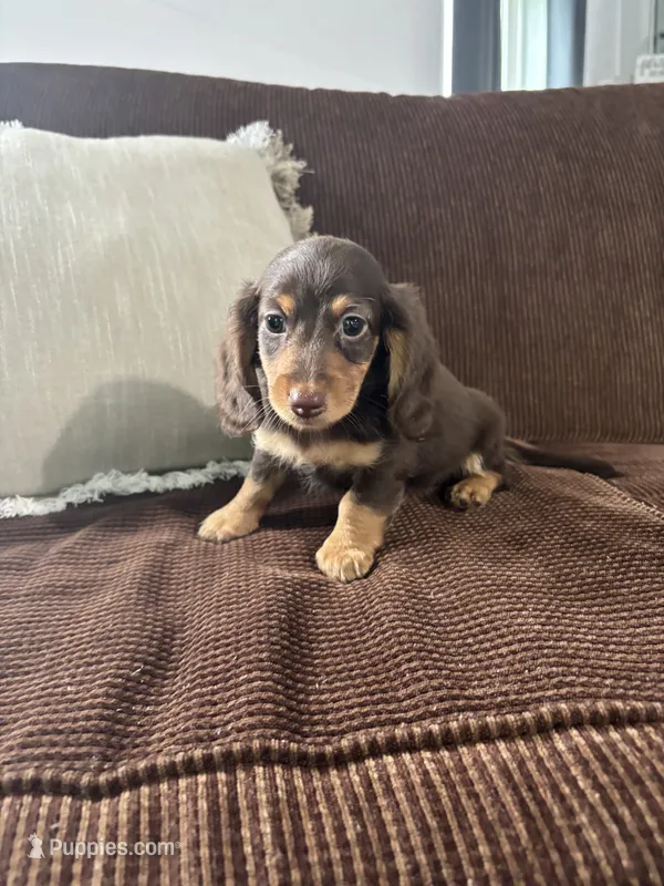 Bruce – Miniature Dachshund puppy for sale in Nappanee, IN