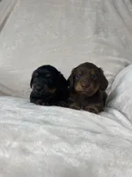 Bruce, a male Miniature Dachshund for sale in Nappanee, IN – 5 of 5