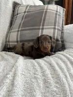 Charlie , a male Miniature Dachshund for sale in Nappanee, IN – 7 of 9