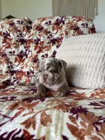 Bruce , a female English Bulldog for sale in Nappanee, IN – 6 of 7