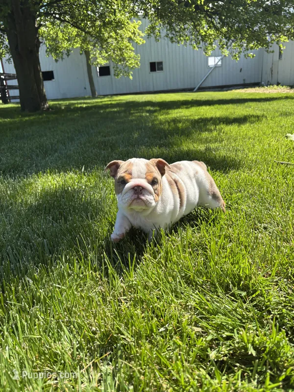 Rosie – English Bulldog puppy for sale in Nappanee, IN