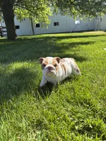 Rosie, a female English Bulldog for sale in Nappanee, IN – 1 of 6