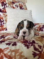 Mia, a female English Bulldog and Beagle for sale in Nappanee, IN – 3 of 4