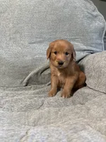 Chloe, a female Golden Retriever for sale in Nappanee, IN – 5 of 5