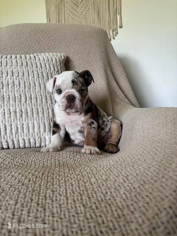 Lou – English Bulldog puppy for sale in Nappanee, IN