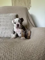 Lou, a female English Bulldog for sale in Nappanee, IN – 1 of 8