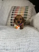 Maive, a female Miniature Dachshund for sale in Nappanee, IN – 3 of 7