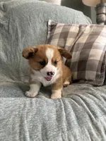  Chase, a male Pembroke Welsh Corgi for sale in Nappanee, IN – 5 of 5