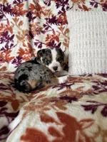 Mia, a female English Bulldog and Beagle for sale in Nappanee, IN – 4 of 4