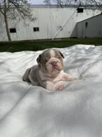 Lexi, a female English Bulldog for sale in Nappanee, IN – Photo 6 of 6