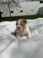 Lexi, a female English Bulldog for sale in Nappanee, IN – Photo 2 of 6