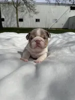 Lexi, a female English Bulldog for sale in Nappanee, IN – Photo 3 of 6