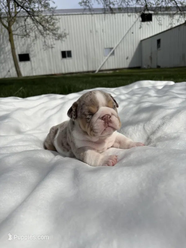 Lexi – English Bulldog puppy for sale in Nappanee, IN