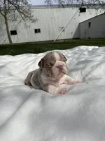 Lexi, a female English Bulldog for sale in Nappanee, IN – Photo 1 of 6