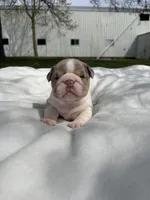 Lexi, a female English Bulldog for sale in Nappanee, IN – Photo 5 of 6