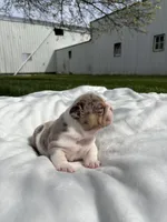 Lexi, a female English Bulldog for sale in Nappanee, IN – Photo 4 of 6