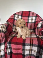 Ned, a male Labradoodle for sale in Nappanee, IN – 5 of 5