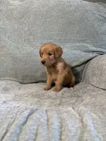 Teddy, a male Golden Retriever for sale in Nappanee, IN – 2 of 6