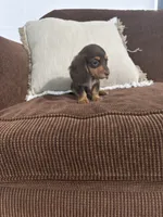 Charlie, a male Miniature Dachshund for sale in Nappanee, IN – 3 of 6