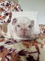 Prince , a male English Bulldog for sale in Nappanee, IN – 2 of 6