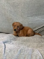 Lexi, a female Golden Retriever for sale in Nappanee, IN – 2 of 5