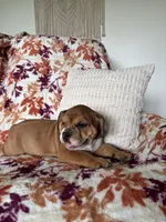 Max, a male English Bulldog and Beagle for sale in Nappanee, IN – 5 of 5