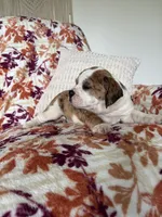 Sophie, a female English Bulldog and Beagle for sale in Nappanee, IN – 3 of 5