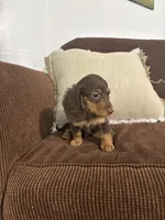 Bruce, a male Miniature Dachshund for sale in Nappanee, IN – 3 of 6