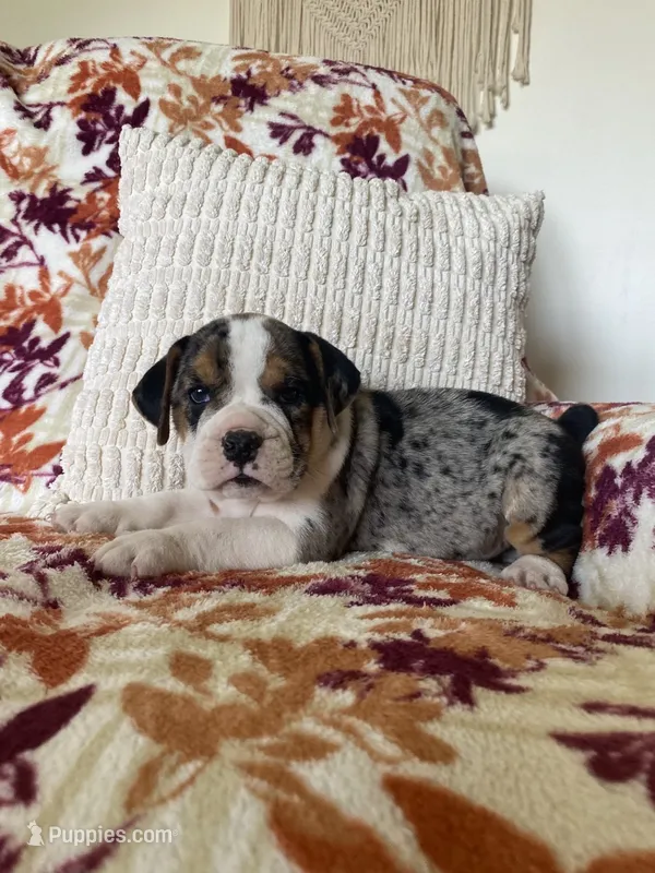 Mia – English Bulldog, Beagle puppy for sale in Nappanee, IN