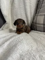 Mario, a male Miniature Dachshund for sale in Nappanee, IN – 7 of 7