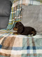 Jasper , a male Miniature Dachshund for sale in Nappanee, IN – 3 of 5