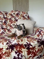 Macy, a female English Bulldog for sale in Nappanee, IN – 4 of 8