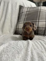 Charlie , a male Miniature Dachshund for sale in Nappanee, IN – 6 of 9